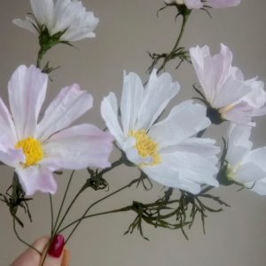 Paper Flower Making - Cosmos