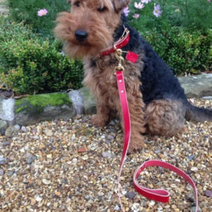 dog collar -listing 4