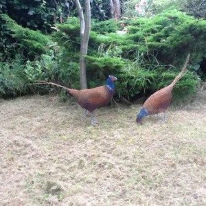 Chicken Wire Sculpture - Pheasants